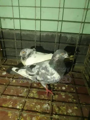 গিরিবাজ কবুতর