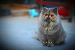 1+ Year Female Purebred Persian