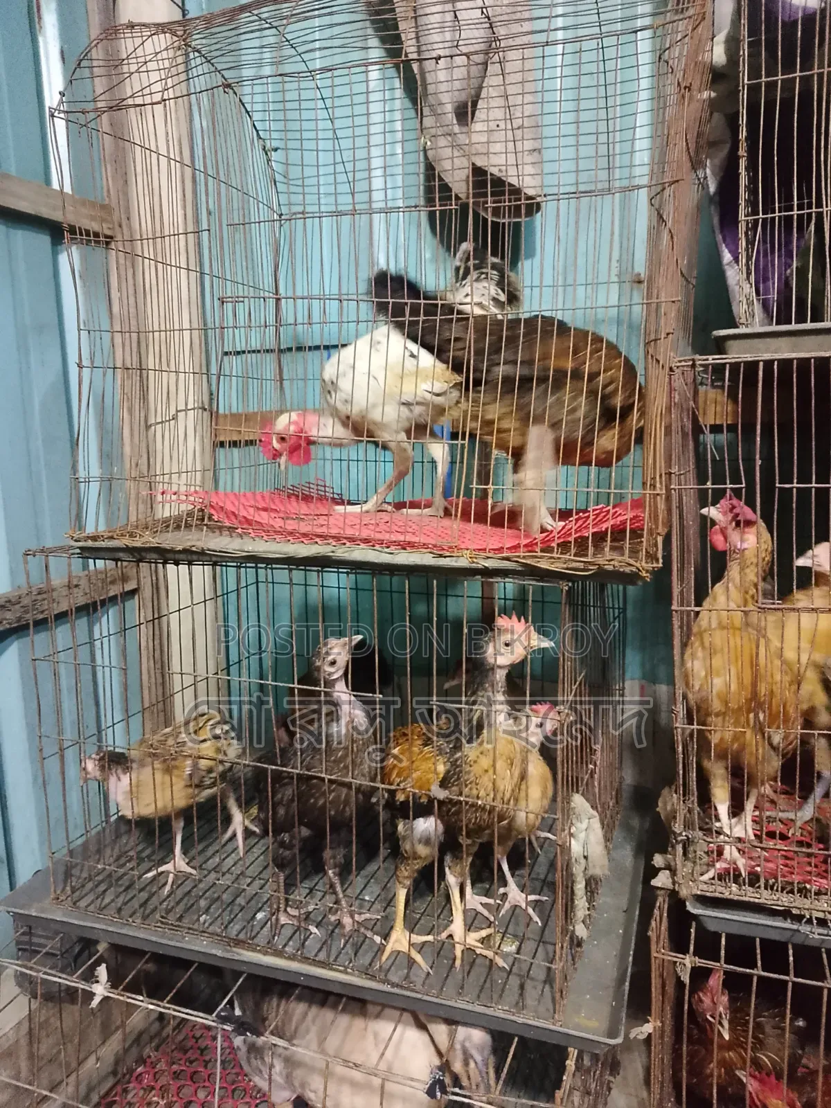 Deshi Chicken