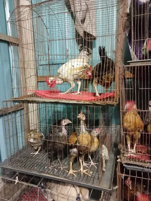 Deshi Chicken