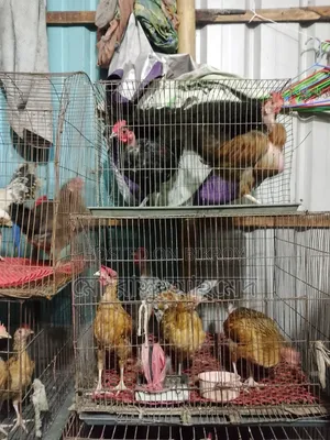Deshi Chicken