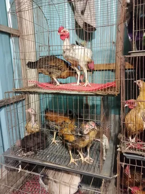 Deshi Chicken