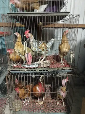 Deshi Chicken