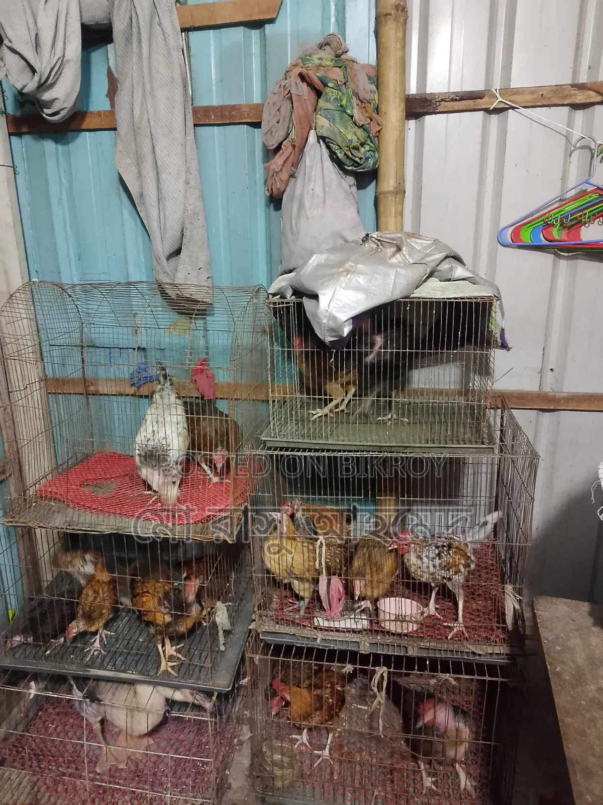 Deshi Chicken