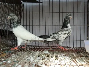 Running Pigeon.