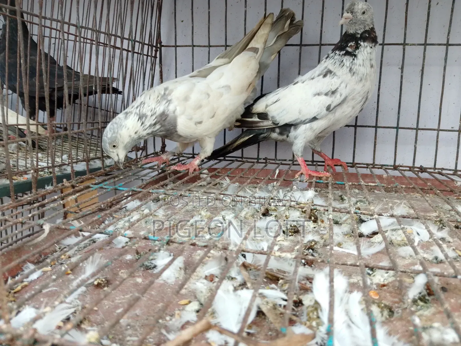 Running Pigeon.
