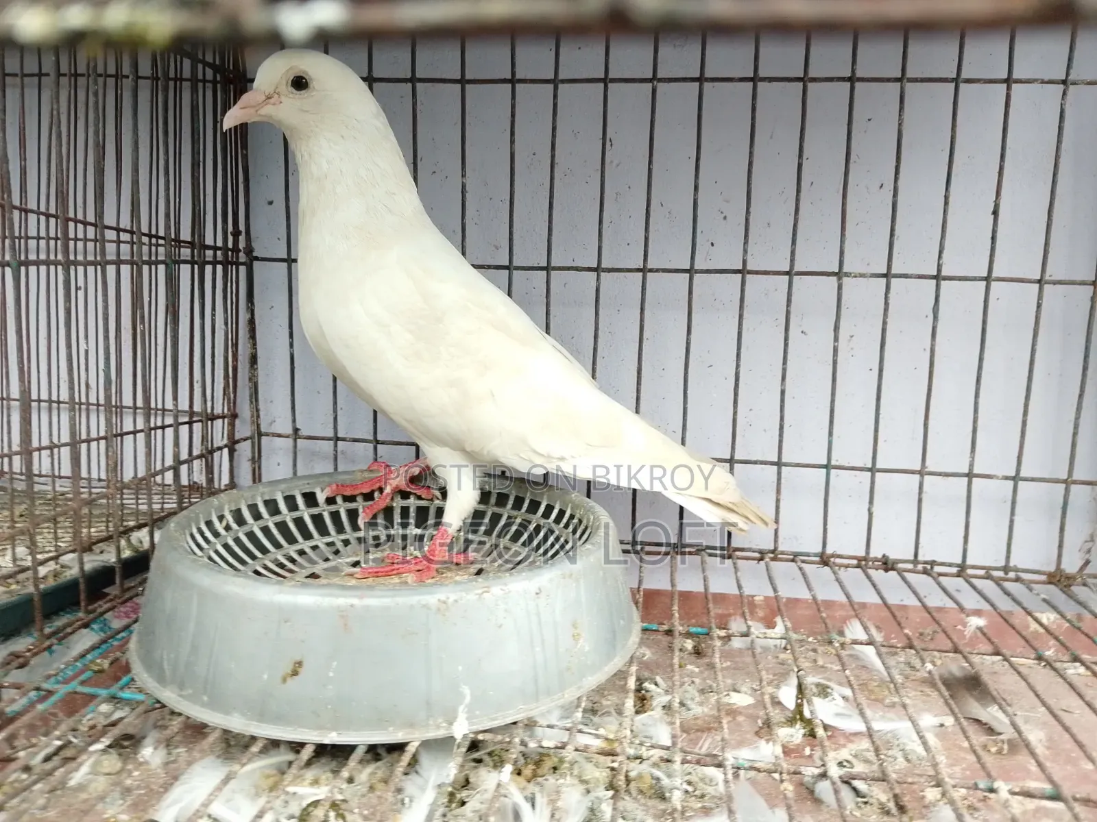 Running Pigeon.