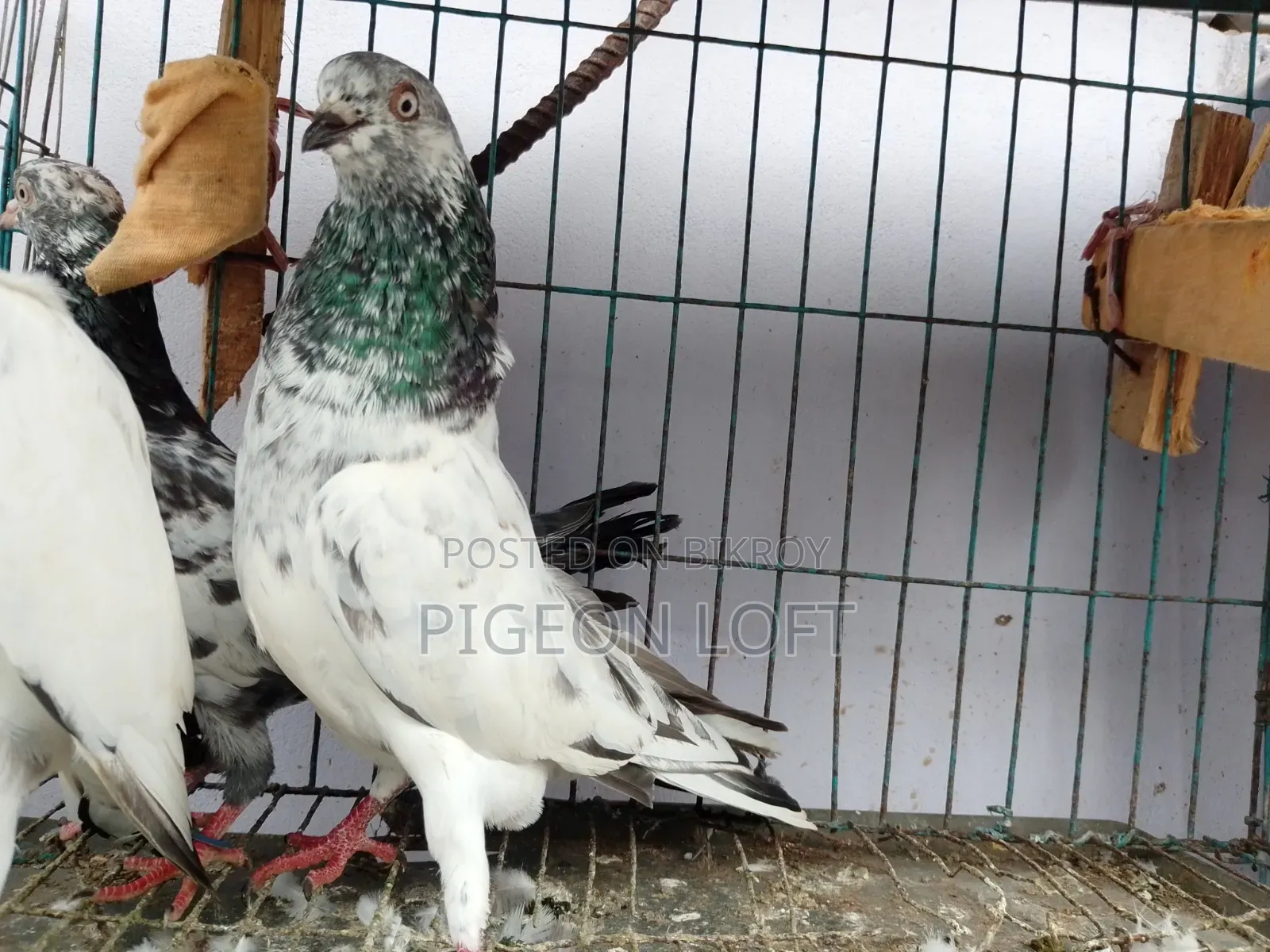Running Pigeon.