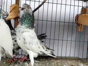 Running Pigeon.