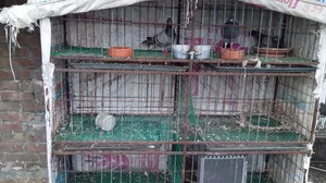 মুরগির খাঁচা