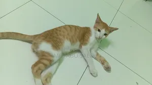 3-6 Months Male Purebred Bengal