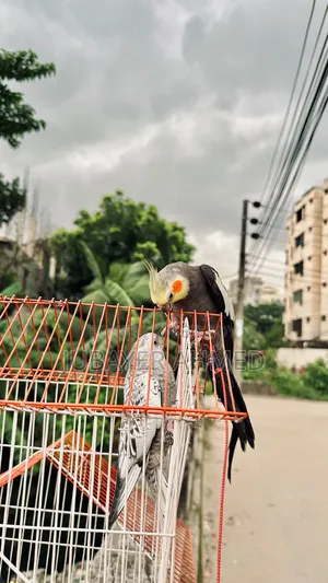 Tame Cockatiel Pair