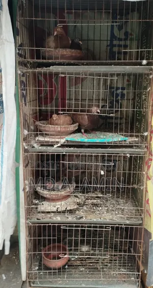 Pigeons / With Eggs and Chicks