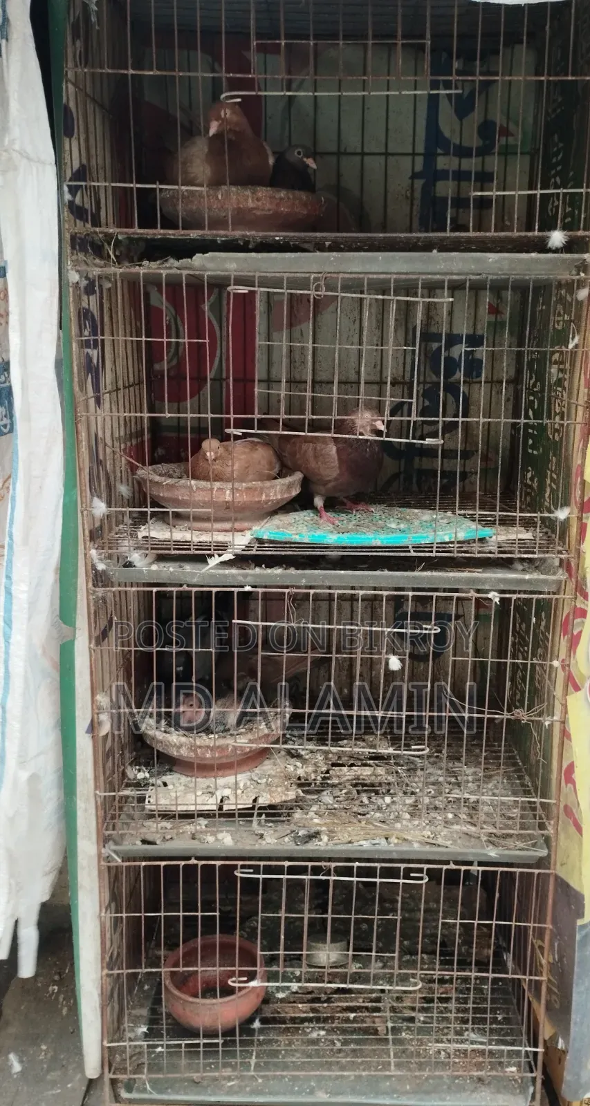 Pigeons / With Eggs and Chicks