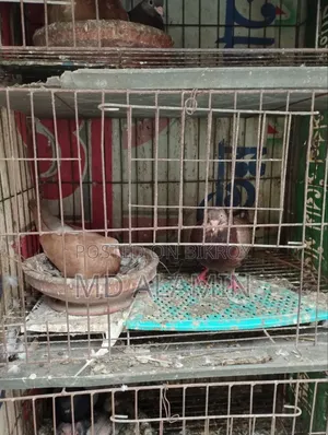 Pigeons / With Eggs and Chicks