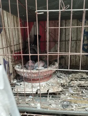 Pigeons / With Eggs and Chicks