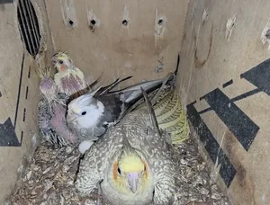 Cockatiel Bird, Cockatiel Bird