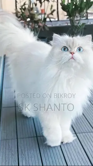 3-month-old Male Purebred Persian Cat
