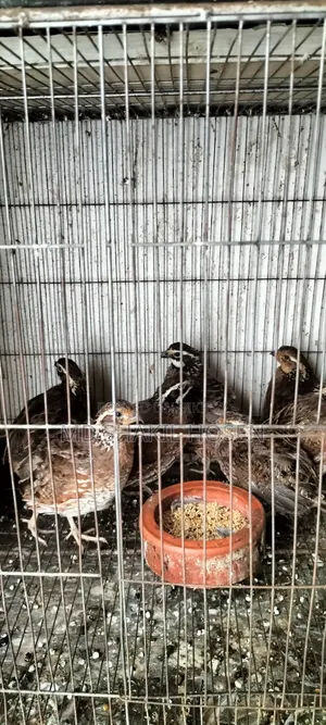 Northern Bobwhite New Adult
