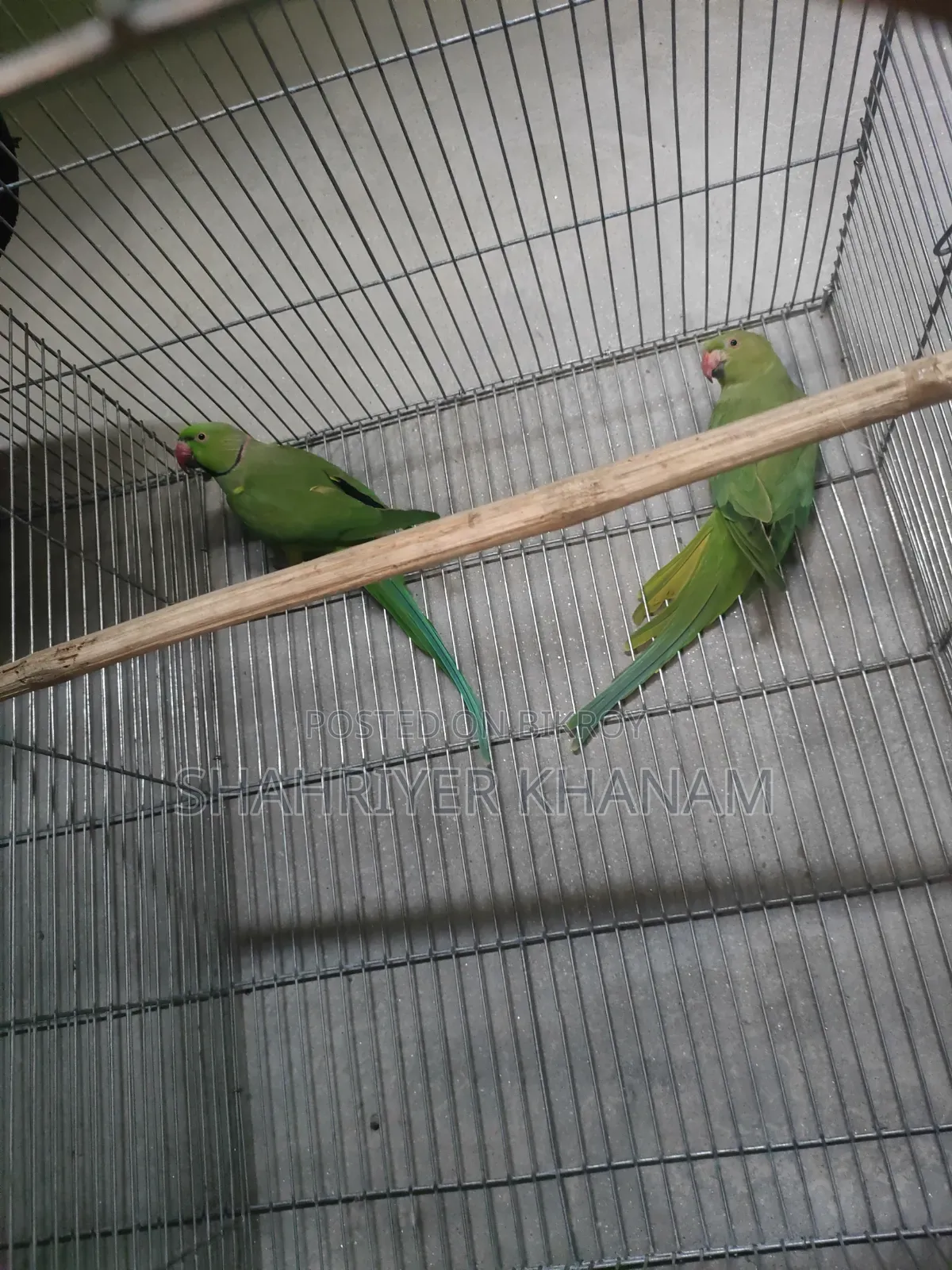 Running Master Pair Ringneck Breeding Pair.