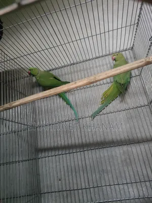 Running Master Pair Ringneck Breeding Pair.