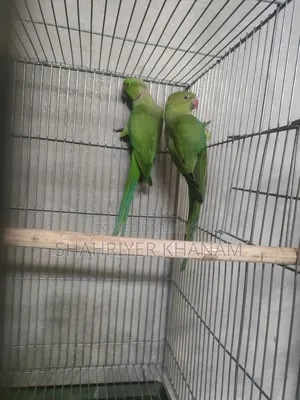 Running Master Pair Ringneck Breeding Pair.