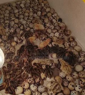 Japanese and European Giant Quail Chicks Available.