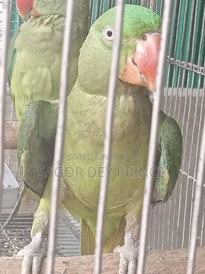 Alexander Parakeet/Chandana Tia