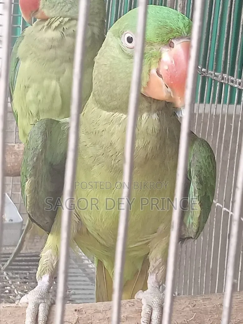আলেকজান্ডার প্যারাকিট/চন্দনা টিয়া