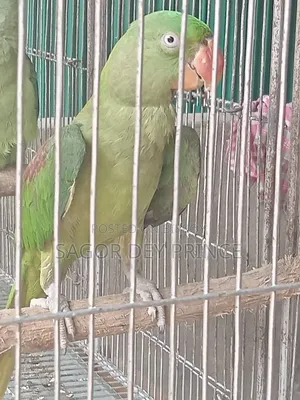 আলেকজান্ডার প্যারাকিট/চন্দনা টিয়া