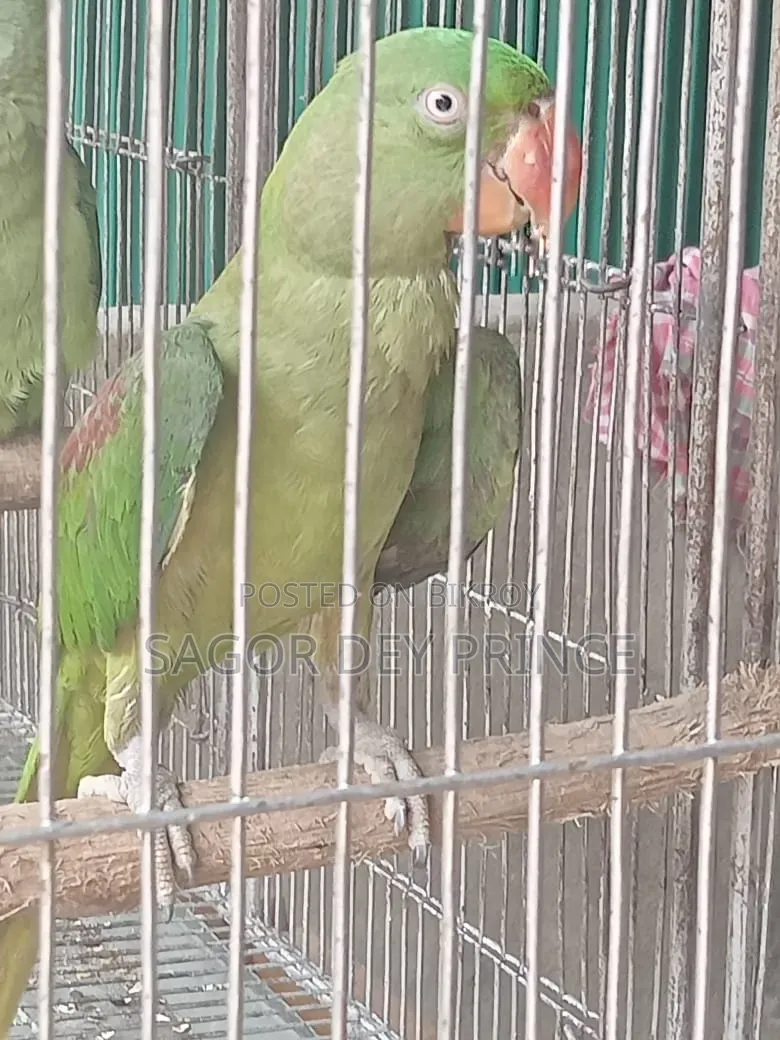 আলেকজান্ডার প্যারাকিট/চন্দনা টিয়া