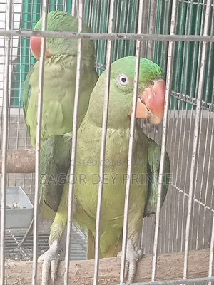 আলেকজান্ডার প্যারাকিট/চন্দনা টিয়া