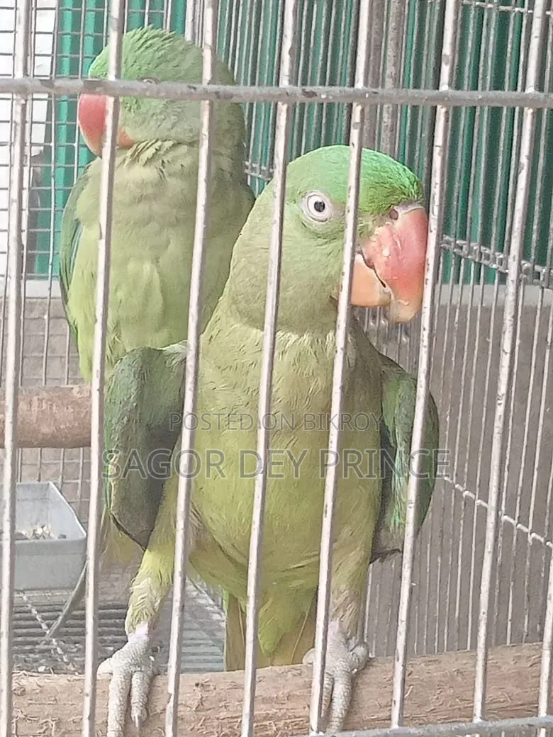 আলেকজান্ডার প্যারাকিট/চন্দনা টিয়া