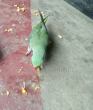 আলেকজান্ডার প্যারাকিট/চন্দনা টিয়া