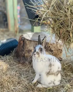 Rabbits for Sale