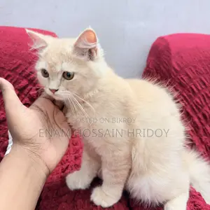 3-6 months Female Purebred Persian