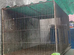 কোকাটেল পাখি খাচা