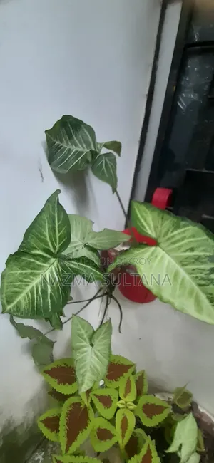 Some plants will be sold urgently