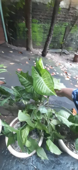 Some plants will be sold urgently