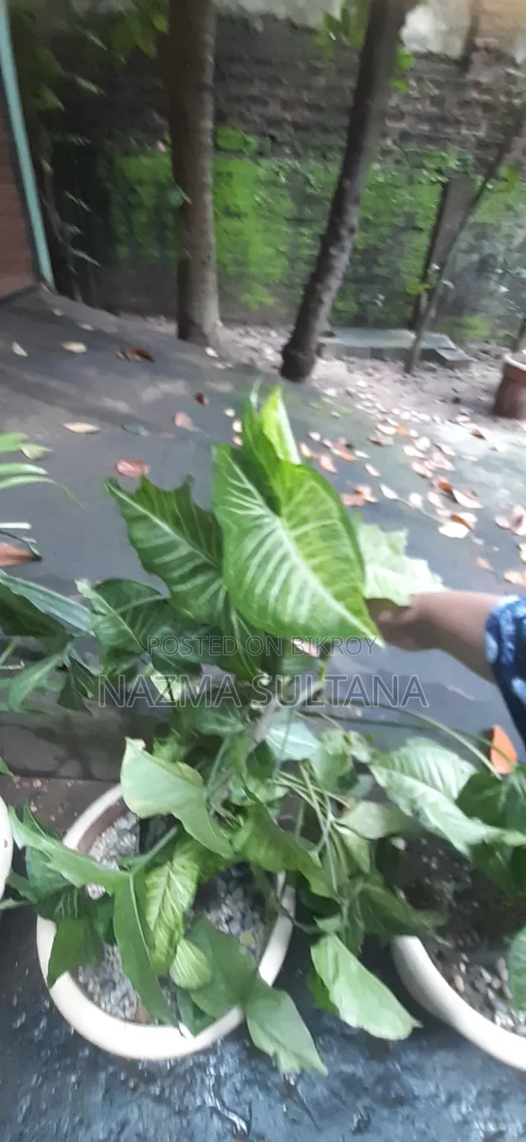 Some plants will be sold urgently