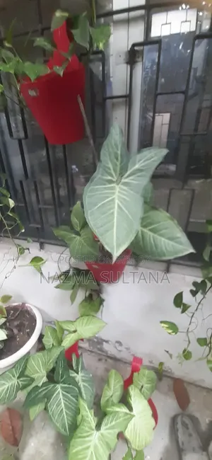 Some plants will be sold urgently