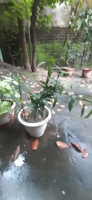 Some plants will be sold urgently