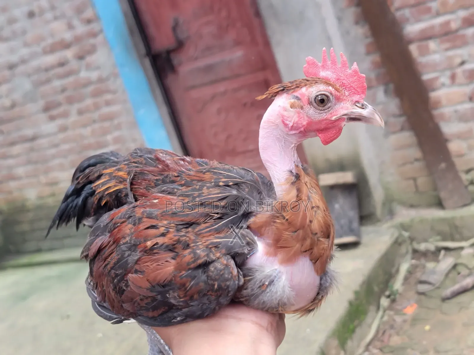 Desi Chicken