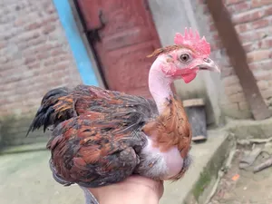 Desi Chicken