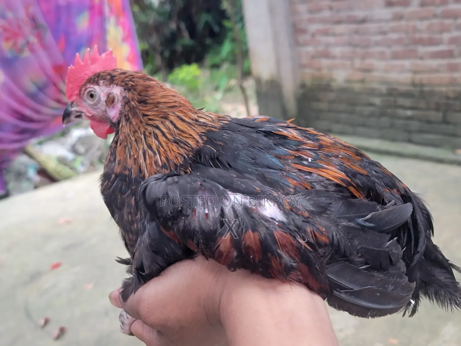 Desi Chicken