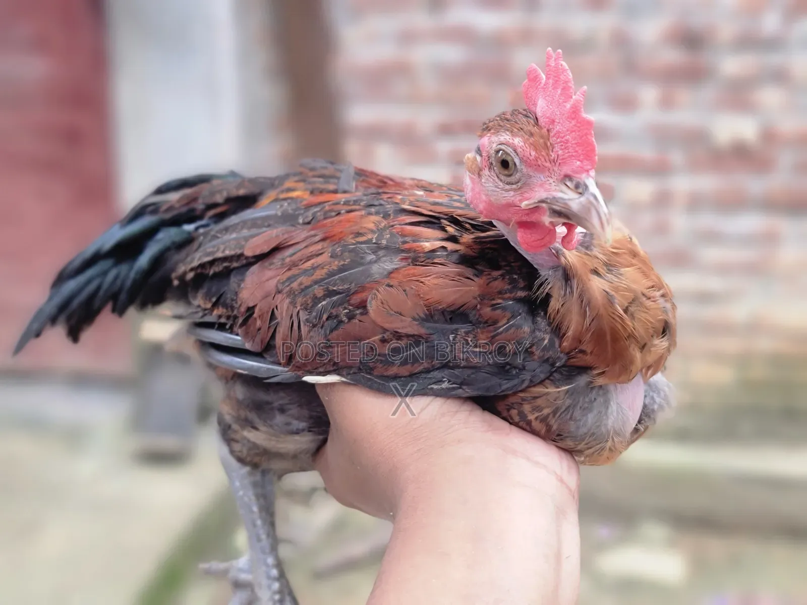Desi Chicken