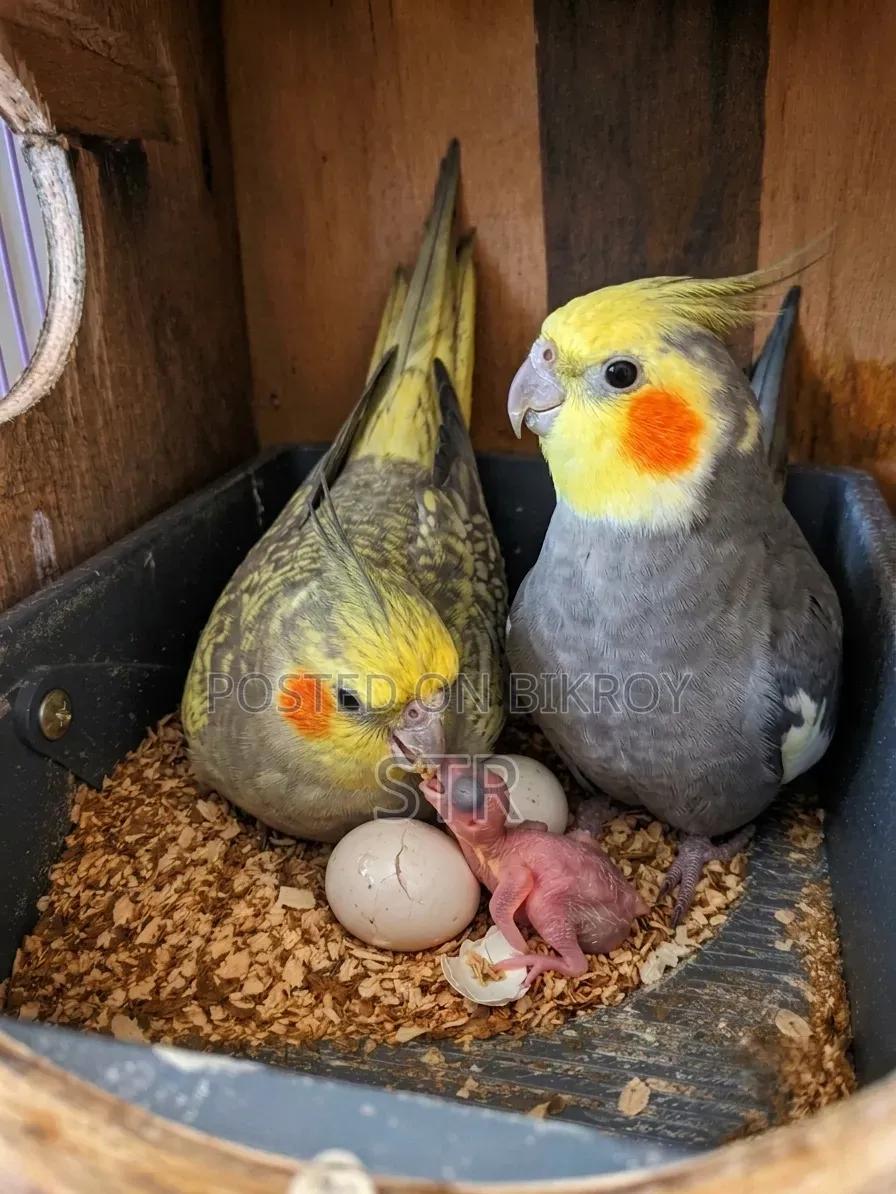 Cockatiel Bird