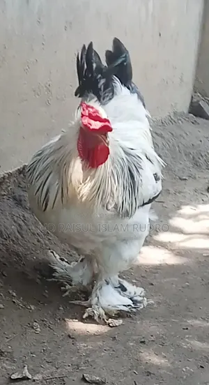 কলেম্বিয়ান লাইট ব্রাহামা এবং ইন্ডিয়ান আছিল ফাইটার সেল হবে