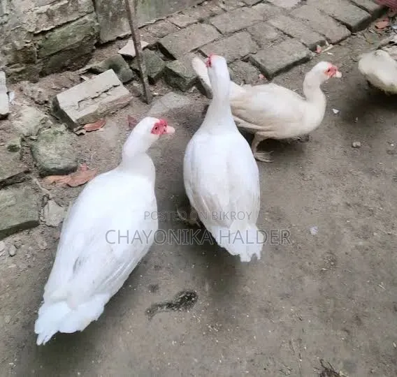 White Muscovy Duck