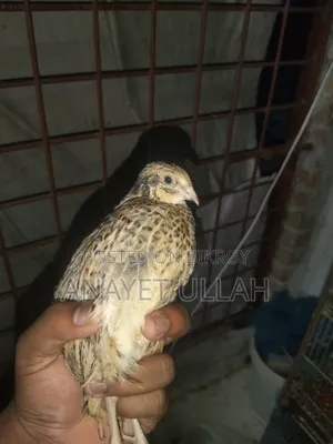 40 Days Old European Giant Quail for Sale